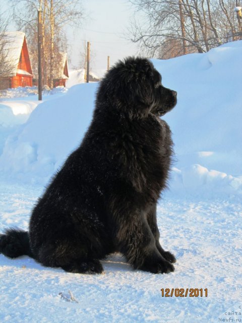 Фото: ньюфаундленд Их Высочество Владлена Маджикс