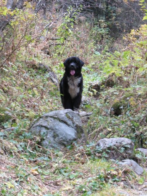 Фото: ньюфаундленд Маг Исполин Елана (Mag Ispolin Elana)