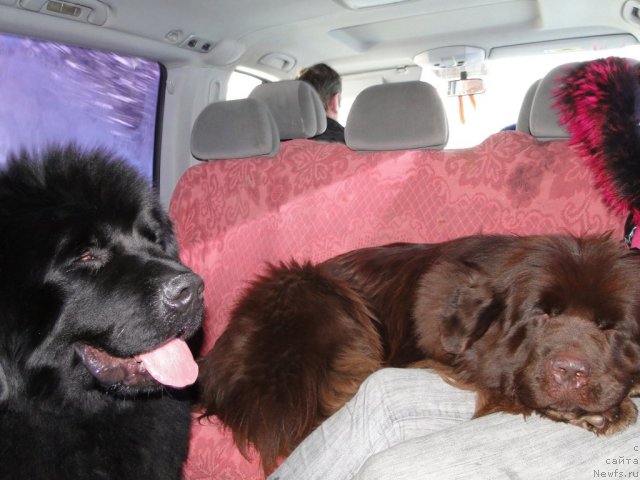 Фото: ньюфаундленд Бархатка Роскошная, ньюфаундленд Ньюфорт Лунный Бархат