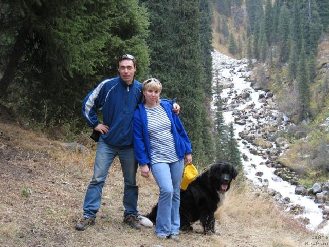 Фото: ньюфаундленд Маг Исполин Елана (Mag Ispolin Elana), Елена Зайцева (Замятина), Александр Замятин