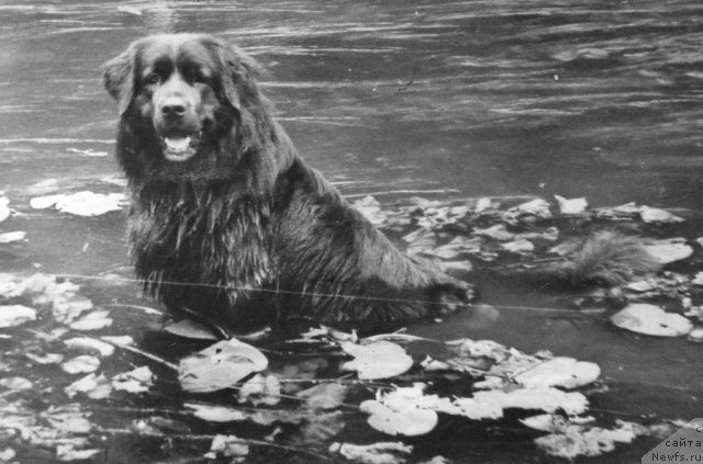Фото: ньюфаундленд Нимбус