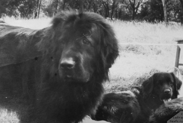 Фото: ньюфаундленд Церителла, ньюфаундленд Хэйли