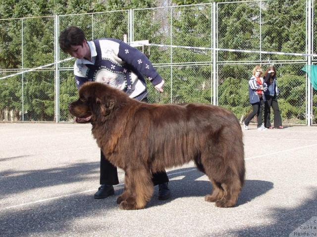 Фото: ньюфаундленд Draif z Lednickiego Zakola