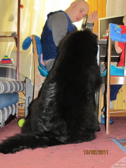 Фото: ньюфаундленд Их Высочество Владлена Маджикс, Алексей Нистратов