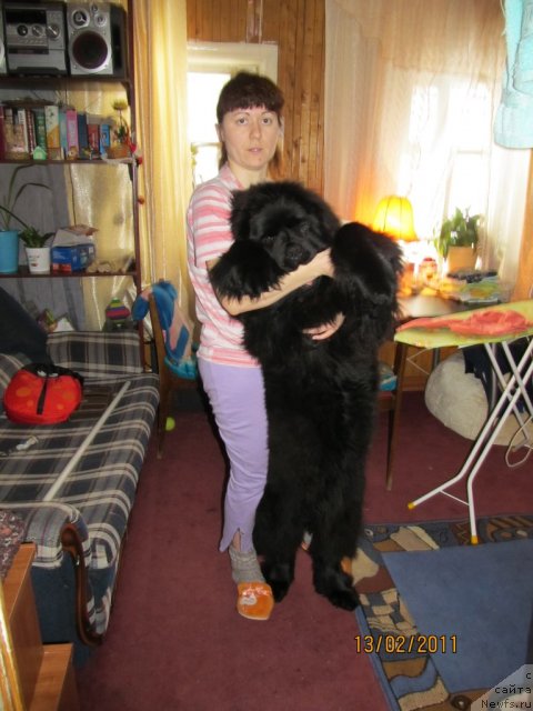 Фото: ньюфаундленд Их Высочество Владлена Маджикс, Ирина Нистратова