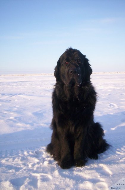 Фото: ньюфаундленд Глория Гранд Блек