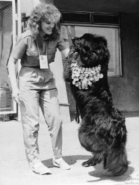 Фото: ньюфаундленд Санта Гонор