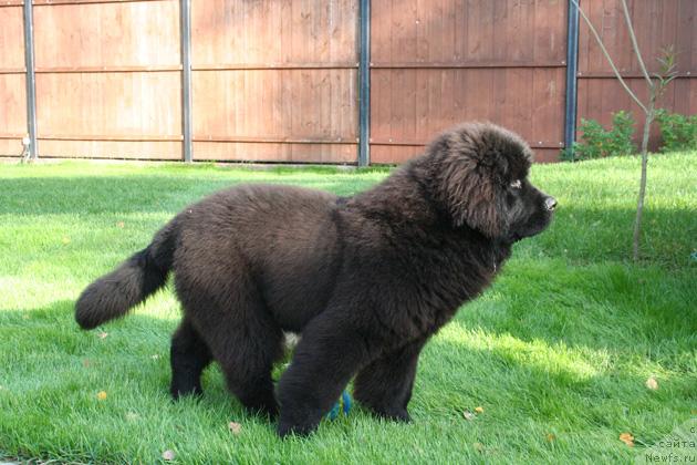 Фото: ньюфаундленд Skippers Open Arms