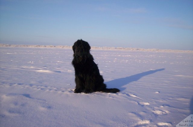 Фото: ньюфаундленд Глория Гранд Блек