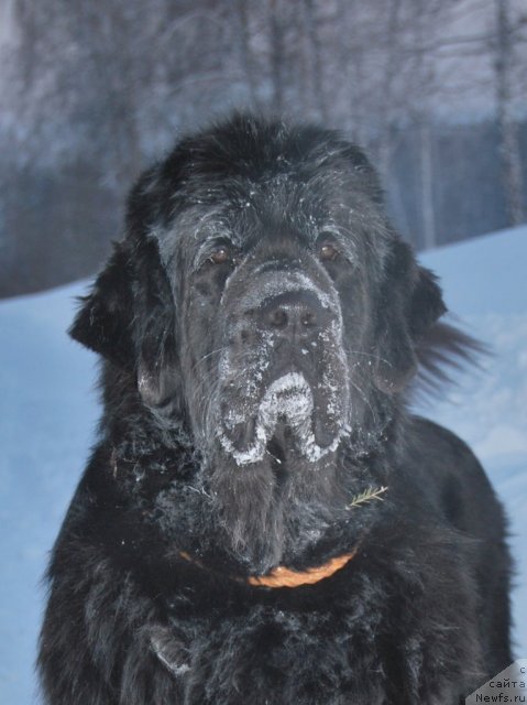 Фото: ньюфаундленд Формула Любви от Сибирского Медведя