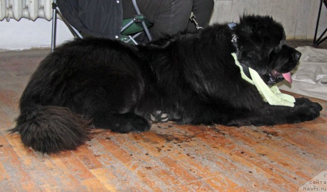 Фото: ньюфаундленд Арк Велес