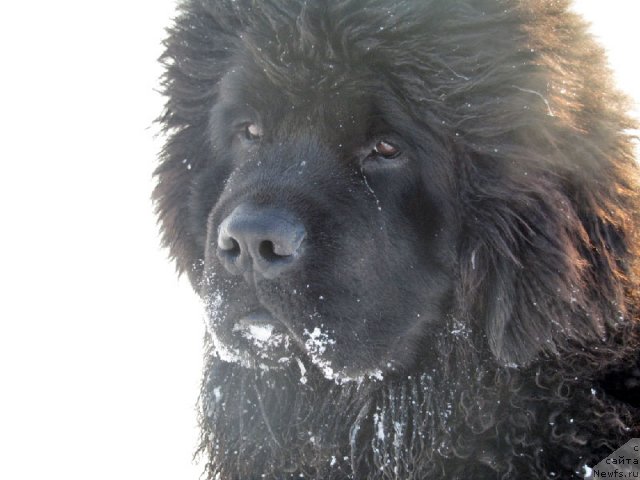 Фото: ньюфаундленд Бехер Юлиус Голд