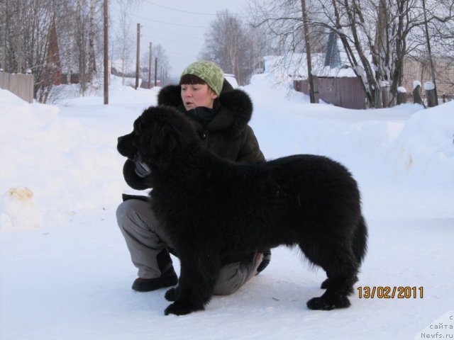 Фото: ньюфаундленд Их Высочество Владлена Маджикс, Ирина Нистратова