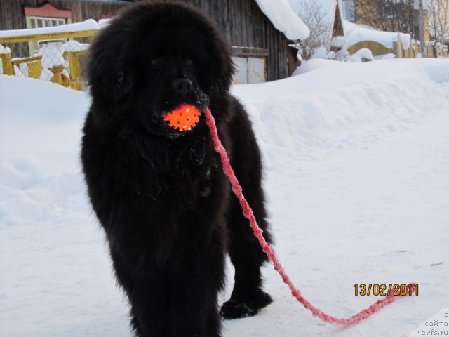 Фото: ньюфаундленд Их Высочество Владлена Маджикс