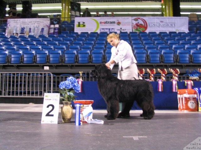 Фото: ньюфаундленд Inflame My Heart Midnight Bear