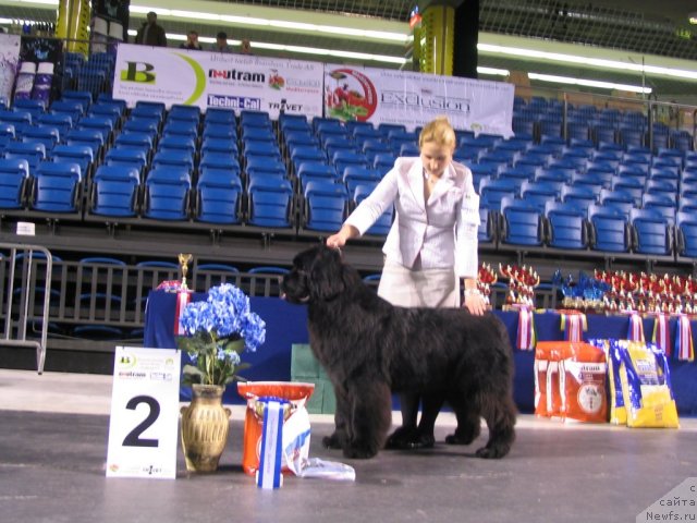 Фото: ньюфаундленд Inflame My Heart Midnight Bear, Анастасия Заливако