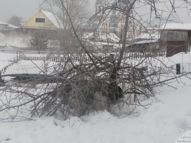 Фото: ньюфаундленд Фиаметтахауз Нунки (Fiamettahauz  Nunki), ньюфаундленд Их Высочество Вилана Блум (Ih Visochestvo Vilana Blum)