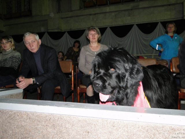 Фото: ньюфаундленд Большая Удача