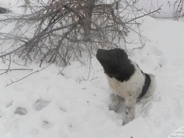 Фото: ньюфаундленд Фиаметтахауз Нунки (Fiamettahauz  Nunki)