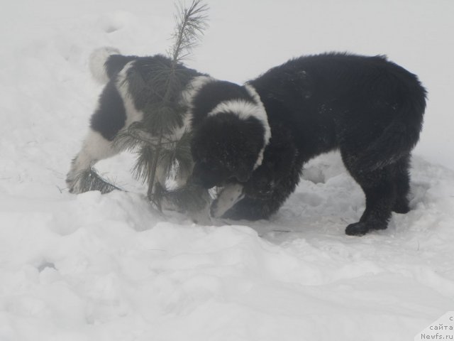 Фото: ньюфаундленд Фиаметтахауз Нунки (Fiamettahauz  Nunki), ньюфаундленд Их Высочество Вилана Блум (Ih Visochestvo Vilana Blum)