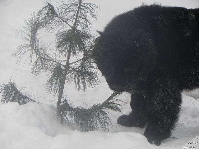 Фото: ньюфаундленд Их Высочество Вилана Блум (Ih Visochestvo Vilana Blum)