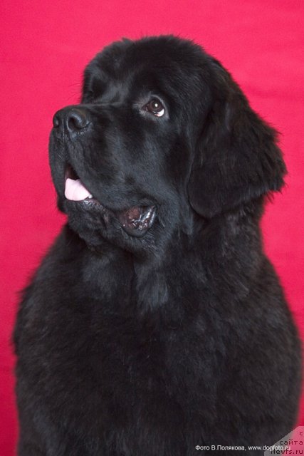 Фотография № 59255