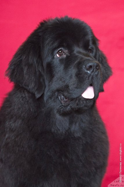 Фото: ньюфаундленд Бегущая по Волнам Ханд Маде (Beguschaya po Volnam Hand Made)