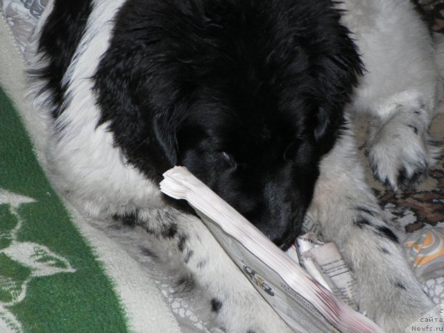 Фотография № 59262