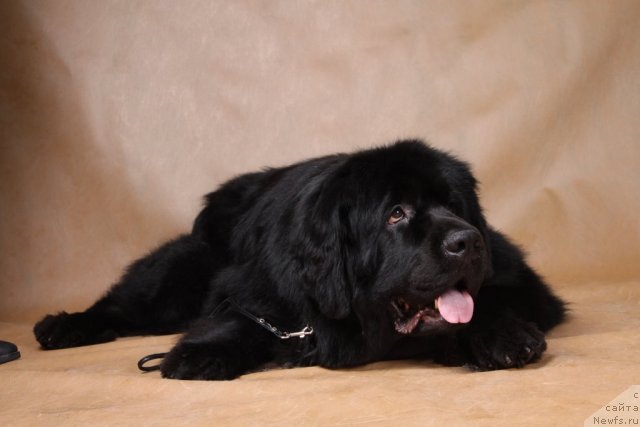 Фото: ньюфаундленд Сент Джонс Ричард Блек Голд (Sent Djons Richard Black Gold)