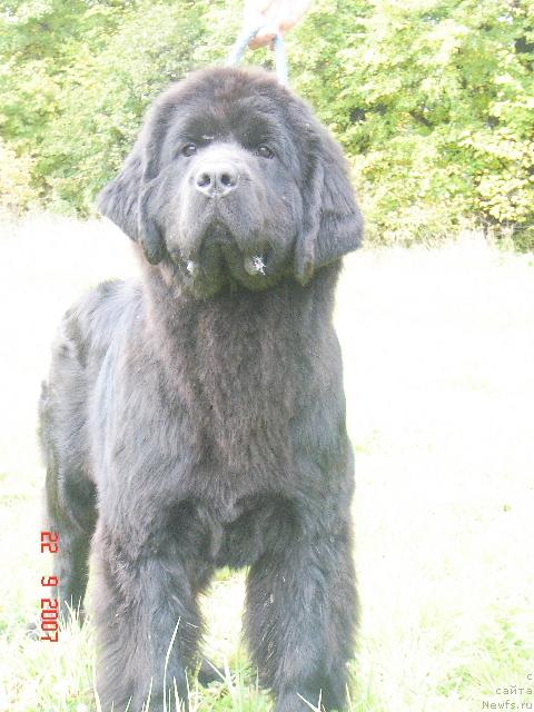 Фото: ньюфаундленд Джентли Бон из Медвежьего Яра