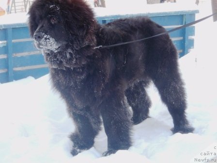 Фото: ньюфаундленд Ньюфорт Ньёрд Роял Флэш