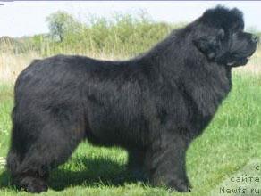 Фото: ньюфаундленд Sitting Bull de la Pommeraie du Jet