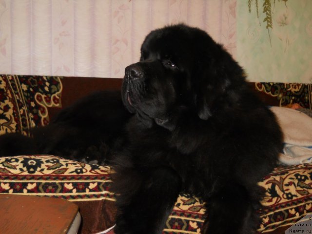 Фото: ньюфаундленд Акватория Келвин Килиманджаро (Aquatoriya Kelvin Kilimandzharo)