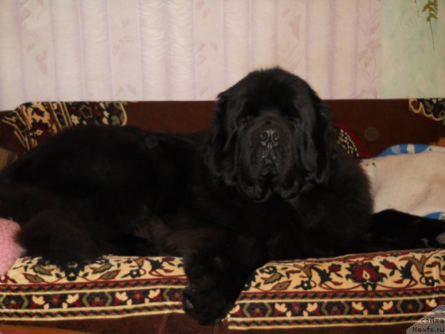 Фото: ньюфаундленд Акватория Келвин Килиманджаро (Aquatoriya Kelvin Kilimandzharo)