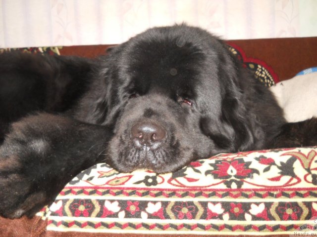 Фото: ньюфаундленд Акватория Келвин Килиманджаро (Aquatoriya Kelvin Kilimandzharo)