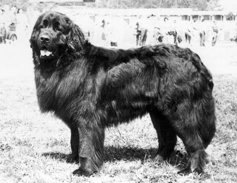 Фото: ньюфаундленд Султан Лос