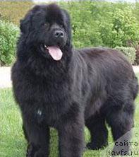 Фото: ньюфаундленд Tutti Frutti d'Old Brothers