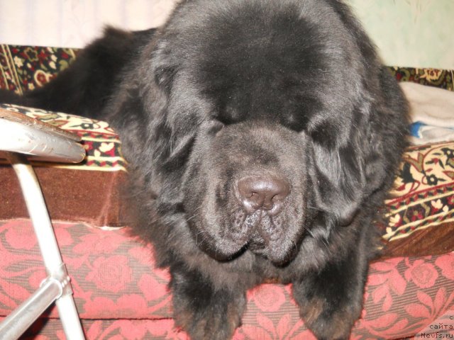 Фото: ньюфаундленд Акватория Келвин Килиманджаро (Aquatoriya Kelvin Kilimandzharo)