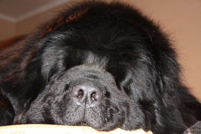 Фото: ньюфаундленд Арк Велес