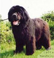 Фото: ньюфаундленд Hector van het Heidemeer