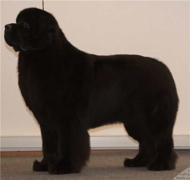 Фото: ньюфаундленд Сент Джонс Роллекс (Sent Djons Rollex)