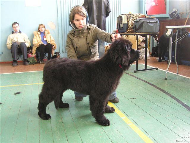 Фото: ньюфаундленд Арх Бьюти Окси Свет, Анастасия Мищенко