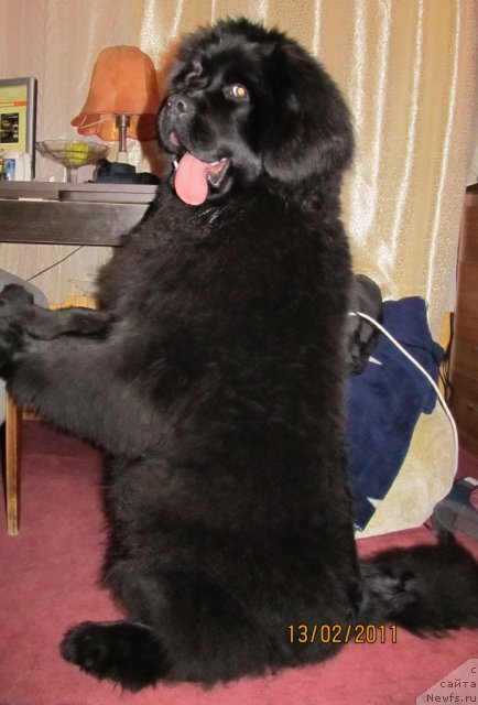 Фото: ньюфаундленд Их Высочество Владлена Маджикс