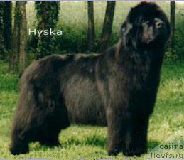 Фото: ньюфаундленд Hyska