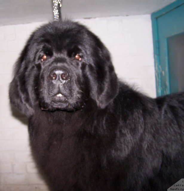 Фото: ньюфаундленд Акватория Келвин Нозерн Спирит (Aquatoriya Kelvin Northern Spirit)