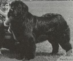 Фото: ньюфаундленд Brunhaus Ocean Splendor