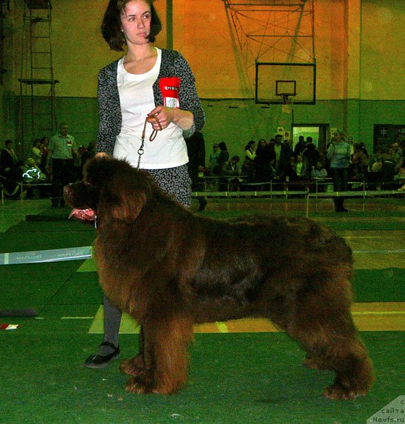 Фото: ньюфаундленд Мега Стар из Аркаима