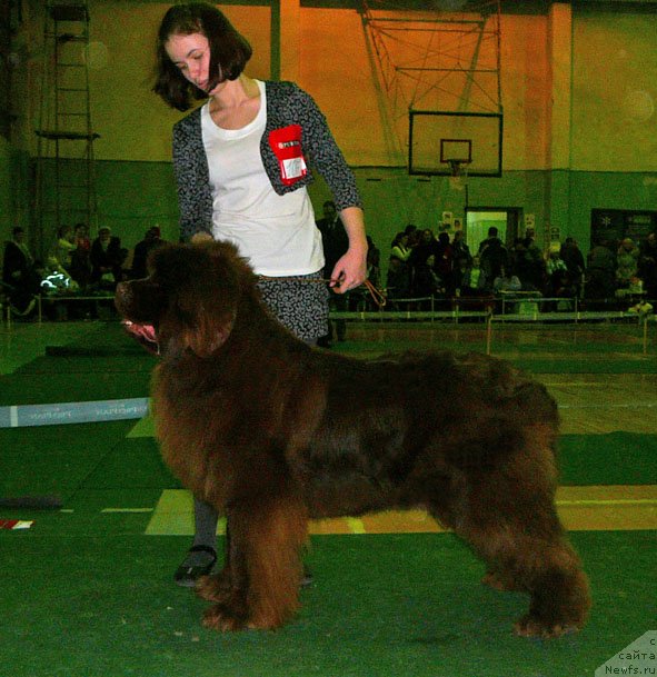 Фото: ньюфаундленд Мега Стар из Аркаима