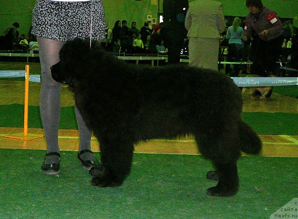 Фото: ньюфаундленд Акватория Келвин Онли Лав (Aquatoriya Kelvin Only Love)