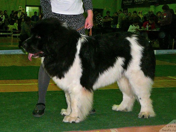 Фото: ньюфаундленд Питерньюф Чин-Чин